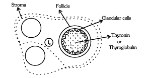 Thyroid, Parathyroid and Thymus Gland | Biology for JAMB