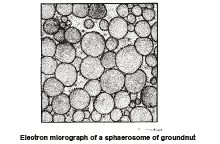 Cytoskeleton and Nucleus | Biology Class 11 - NEET