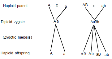 Genetics, Class 12, Biology | General Awareness - Bank Exams