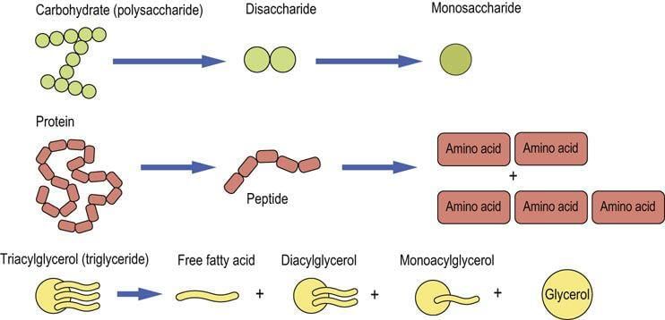 Disaccharides