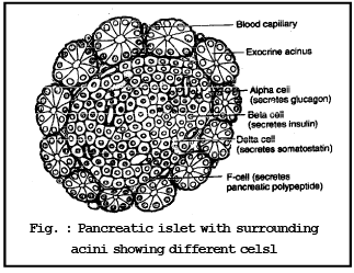 Pituitary Gland, Pineal Body and Pancreas | Biology for JAMB