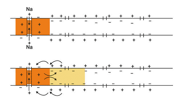 Important Diagrams: Neural Control and Coordination | Biology Class 11 - NEET
