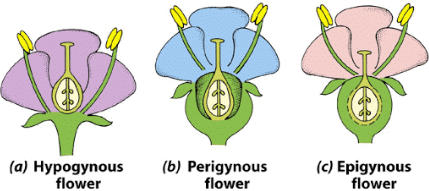 Worksheet with Solutions: Morphology of Flowering Plants | Biology Class 11 - NEET