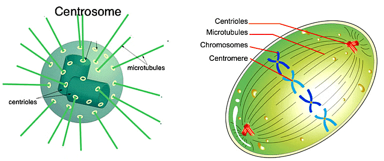 Cell: The Unit of Life Chapter Notes | Biology Class 11 - NEET