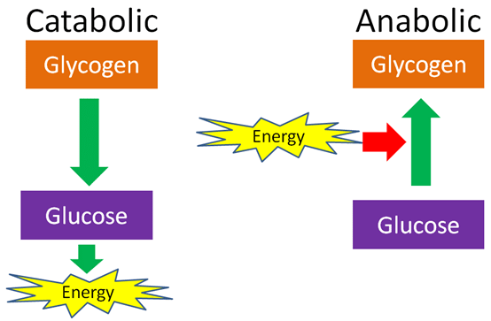 What is Living & its Characteristics | Biology Class 11 - NEET