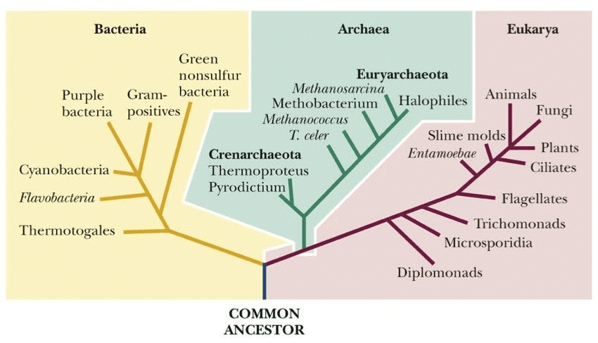 Introduction to Biological Classification | Biology for Grade 11