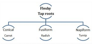 NCERT Notes: Morphology of Flowering Plants | NCERTs at Fingertips: Textbooks, Tests & Solutions - NEET