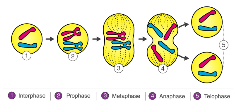 Mitosis Diagram showing the different stages of mitosis