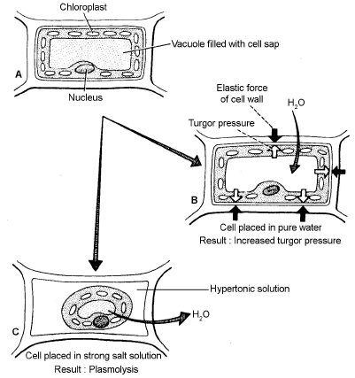 Imbibition & Plasmolysis | Biology for JAMB
