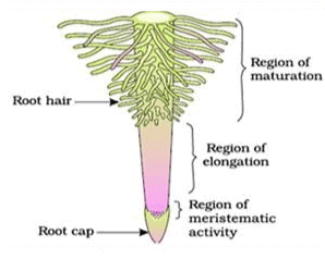 NCERT Notes: Morphology of Flowering Plants | NCERTs at Fingertips: Textbooks, Tests & Solutions - NEET