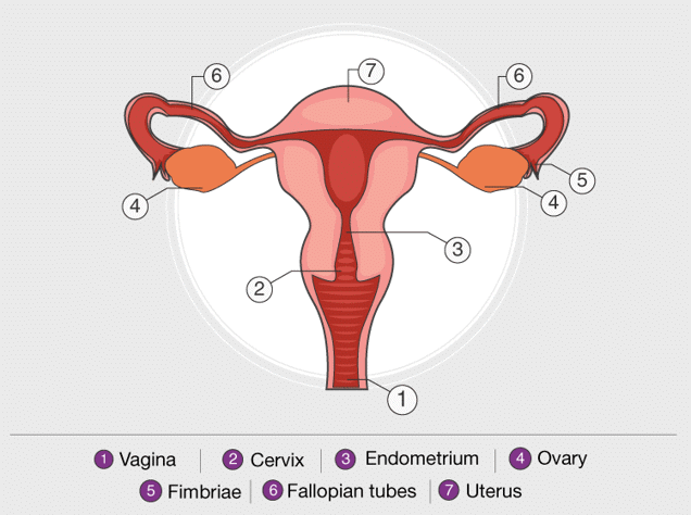 Human Reproductive System: Male & Female | Additional Study Material for NEET