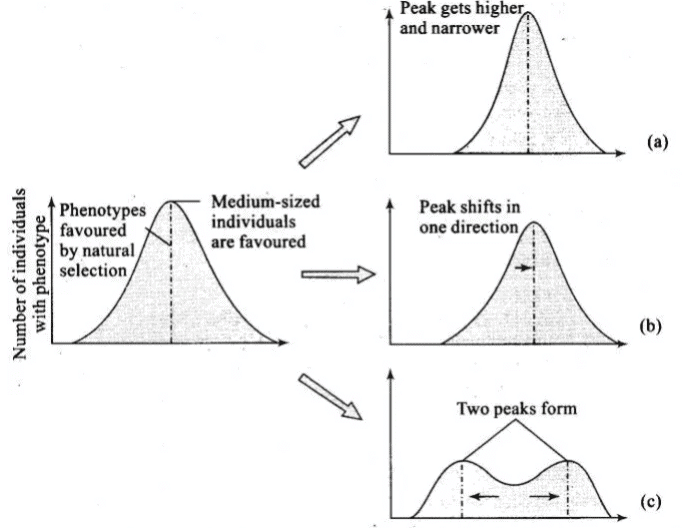 NCERT Exemplar: Evolution | Biology Class 12 - NEET