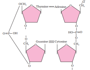 Nature of Bond Linking Monomers in a Polymer | Biology for ACT