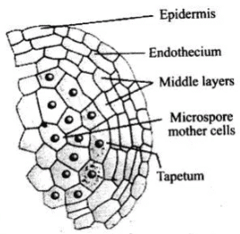 Enlarged view of one microsporangium showing wall layers