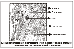 Cytoskeleton and Nucleus | Biology Class 11 - NEET
