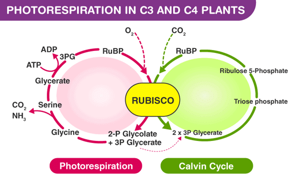 C4 Pathway: Hatch & Slack Pathway | Biology for JAMB