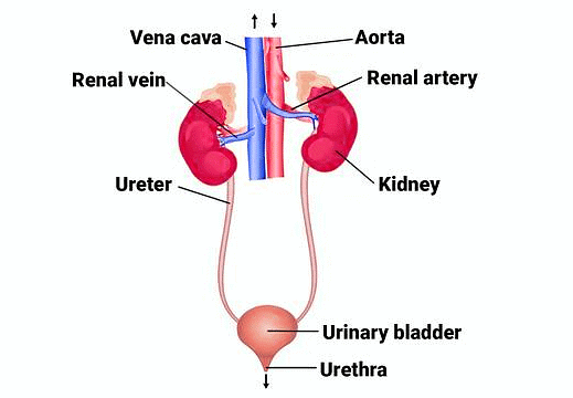 Important Diagrams: Excretory Products and their Elimination | Biology Class 11 - NEET
