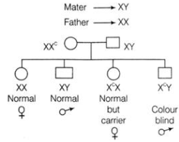 Short & Long Question Answers with Solution: Principles of Inheritance & Variation | Biology for ACT