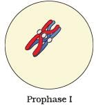 NCERT Exemplar: Cell Cycle & Cell Division | Biology Class 11 - NEET