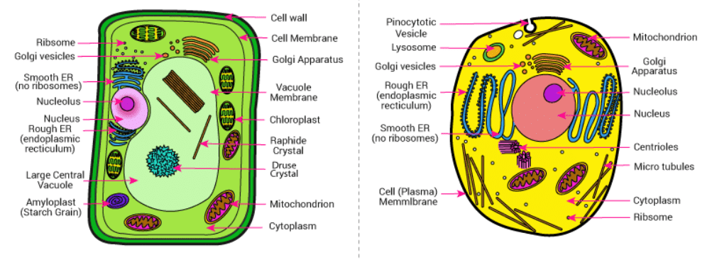 Diagram showing the Difference between Plant cell and Animal cell