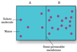 NCERT Exemplar: Transport in Plants (Old NCERT) | Biology for Grade 11