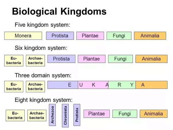 Overview: Biological Classification | Additional Study Material for NEET