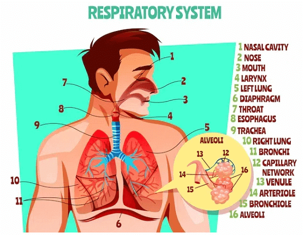 Breathing and Exchange of Gases Chapter Notes | Biology Class 11 - NEET