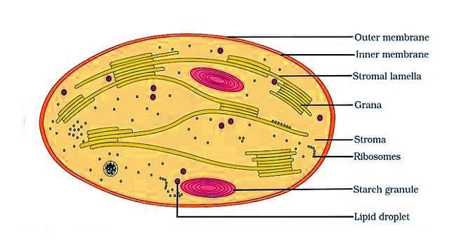 Important Diagrams: Photosynthesis in Higher Plants | Biology Class 11 - NEET