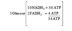 Key Notes: Respiration in Plants - NEET