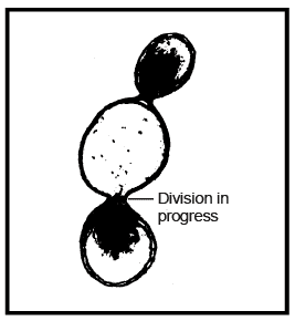 Evolution - Class 12, Biology PDF Download