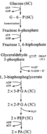 NCERT Exemplars: Respiration in Plants | Biology Class 11 - NEET