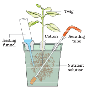 NCERT Exemplar: Mineral Nutrition (Old NCERT) | Biology for Grade 11