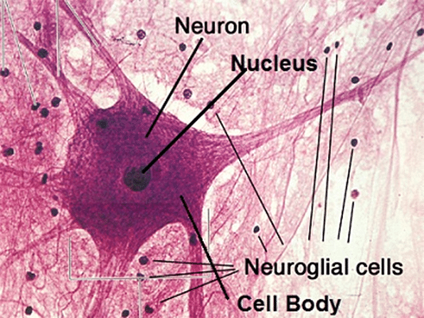 Nervous Tissue - Biology for Grade 11 PDF Download