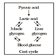 Cardiac Muscle Tissue | Additional Study Material for NEET