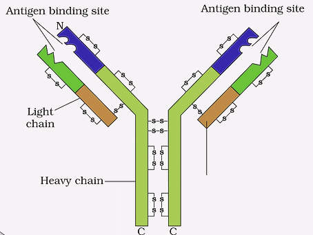 Structure of Antibody 