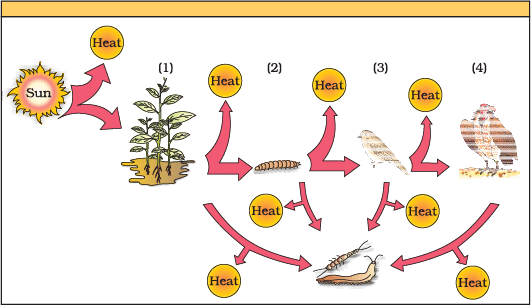 NCERT Exemplar: Ecosystem | Biology Class 12 - NEET