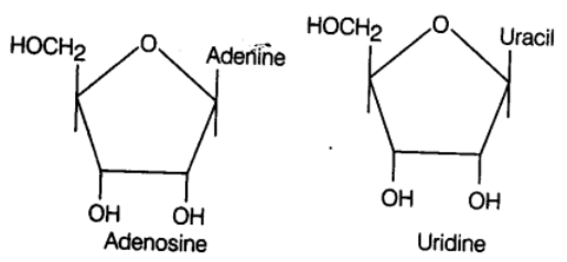 Biomolecules & Its Types | Biology Class 11 - NEET
