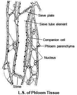 Complex Permanent Tissue | Biology for ACT