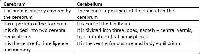 Neural Control & Coordination NCERT Solutions | Biology Class 11 - NEET