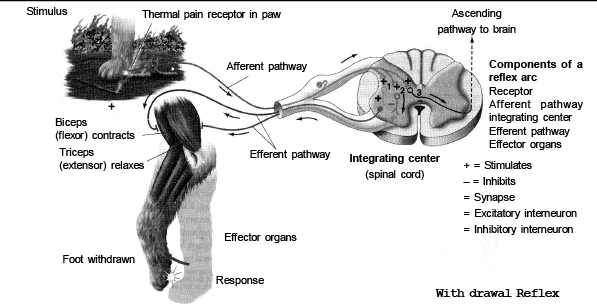 NERVOUS-SYSTEM(Part-5) - Notes, Zoology, Class 11 PDF Download