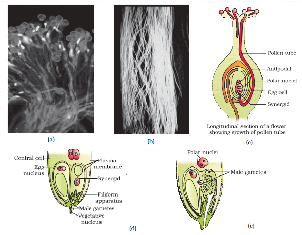 Double Fertilization