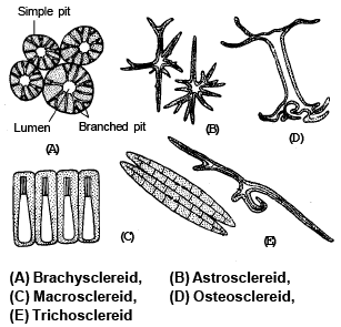 Permanent Tissues: Simple & Complex | Biology for ACT