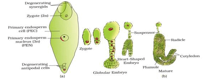 Short & Long Question Answers with Solution: Sexual Reproduction in Flowering Plants. - NEET