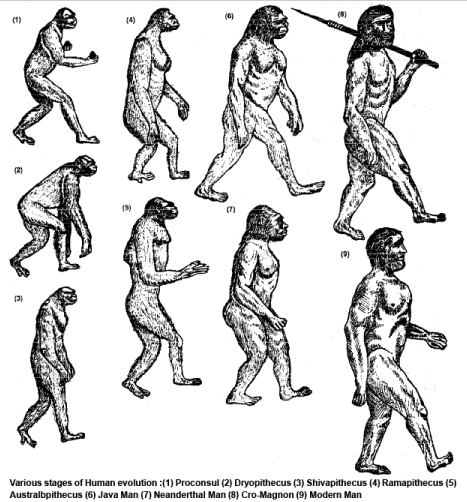 Human Evolution (Part - 2) - Notes, Botany, Class 12