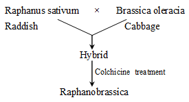 Hybridization | Additional Study Material for NEET