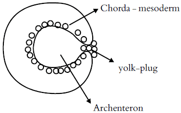 Fig: The process of Involution
