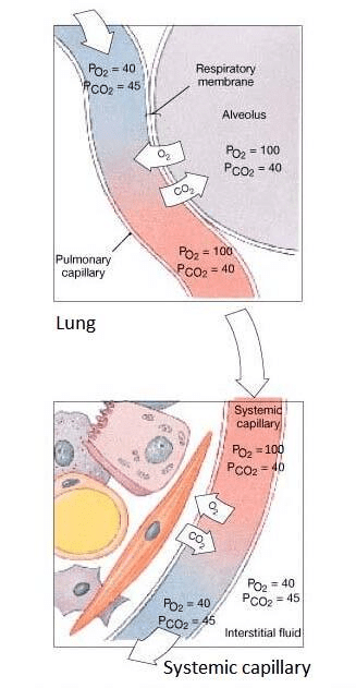 NCERT Solutions Class 11 Biology Chapter 17 - Breathing and Exchange of Gases