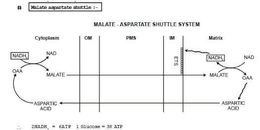 Key Notes: Respiration in Plants - NEET
