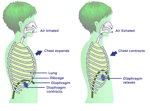 Breathing and Exchange of Gases Chapter Notes | Biology Class 11 - NEET