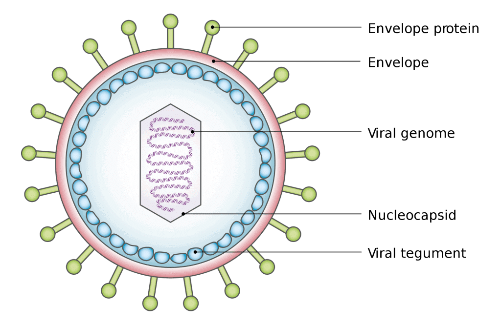 Viruses, Viroid, Prions & Lichens | Biology for JAMB